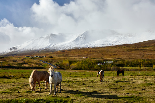 Group of Icelandic horses at Seljalandsfoss waterfall in the South region of Iceland