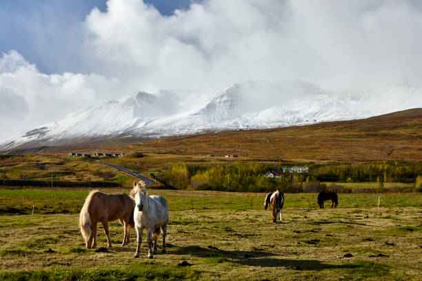A herd of Icelandic horses in Akureyri, Iceland A herd of Icelandic horses in Akureyri, Iceland akureyri stock pictures, royalty-free photos & images