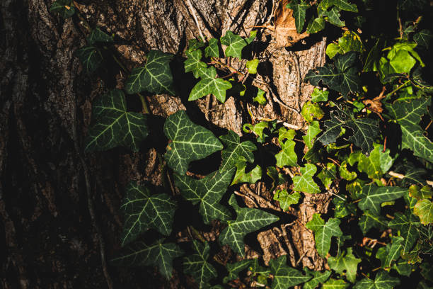 corteccia arborea parzialmente coperta di edera verde, illuminata da una piccola macchia di luce solare - morning italy shadow sunlight foto e immagini stock