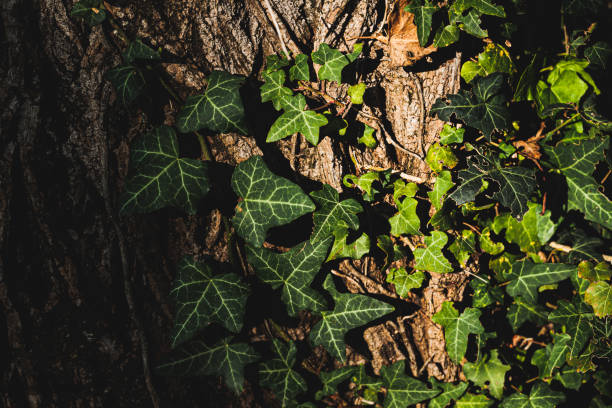 tree cortex partially covered with green ivy, illuminated by a little spot of the sunlight close up view of a tree cortex partially covered with green ivy, illuminated by a little spot of the sunlight ivy tree bark wood stock pictures, royalty-free photos & images