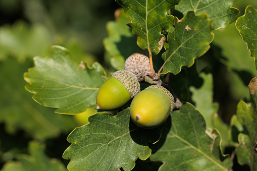 Acorns fruits. Closeup acorns fruits in the oak nut tree against blurred green background.
