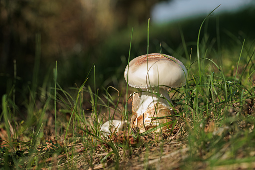 macro view of a medium-sized white and brown mushroom, grown between the green grass on a little slope in autumn
