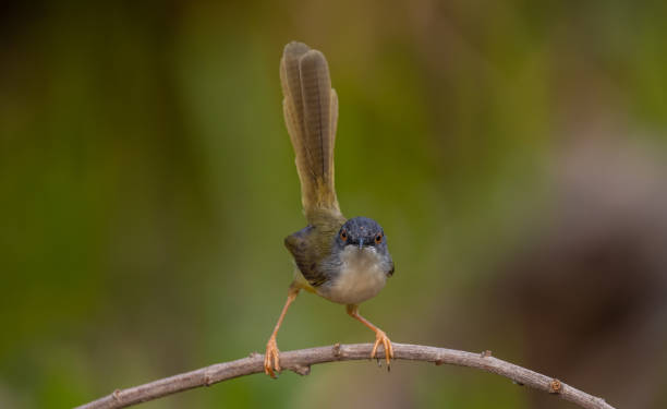 istock Yellow-bellied Prinia on branch tree (Animal portrait) 1438627900