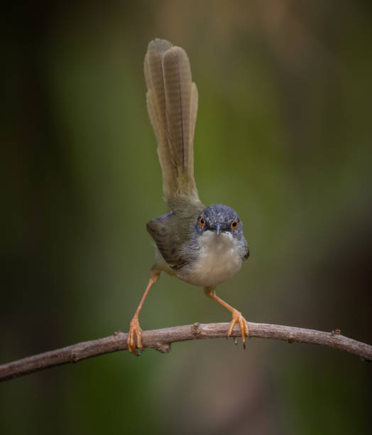 istock Yellow-bellied Prinia on branch tree (Animal portrait) 1438627905