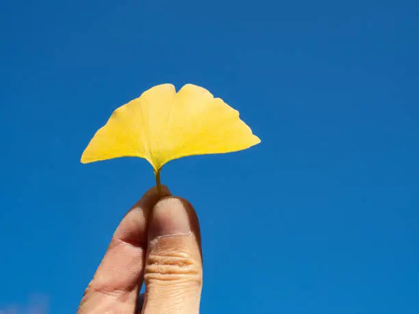 Holding yellow ginkgo leaf