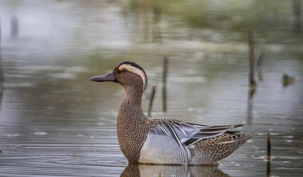istock Garganey floating in the swamp (Animal portrait) 1438628008