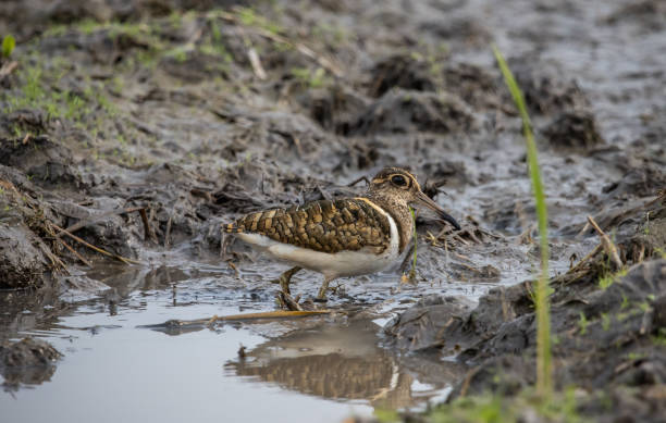 istock greater painted-snipe on the ground (Animal Portrait) 1438628285