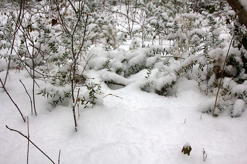 Butchers-broom (Ruscus aculeatus) subtropical evergreen bent under weight of unexpected snow, tertiary relic, undergrowth subtropical hornbeam-wood, weather anomalies. Colchis. East shore Black sea.