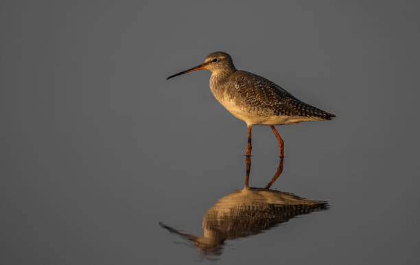 istock Common redshank looking for food in the water. 1438629145