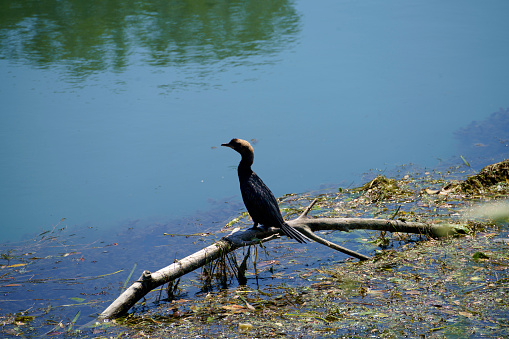 Bird along the cycleway of Sile river in Venice province, Veneto, Italy, at summer