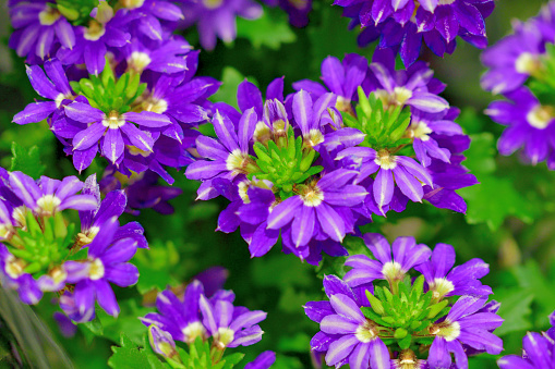 Scaevola aemula, commonly called fan flower or fairy fan flower, native to Australia, is a sprawling evergreen perennial. It thrives in hot, humid climates where it produces a non-stop bloom of dark blue fan-shaped flowers in the leaf axils on trailing stems throughout summer to first frost.
