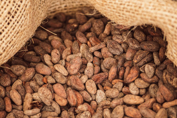 roasted beans or seeds of theobroma cacao or cocoa - sack burlap bag roasted imagens e fotografias de stock