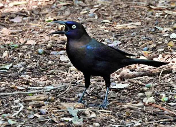 Photo of Common Grackle (Quiscalus quiscula) - with a berry in its mouth