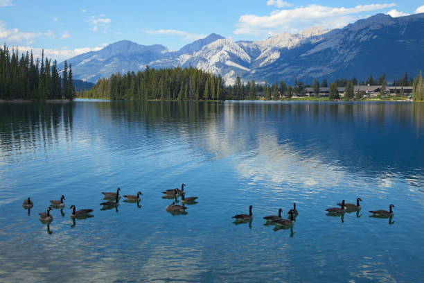 Canada Geese on Beauvert Lake at Jasper,Alberta,Canada,North America