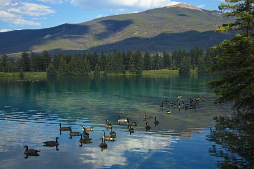 Canada Geese on Beauvert Lake at Jasper,Alberta,Canada,North America