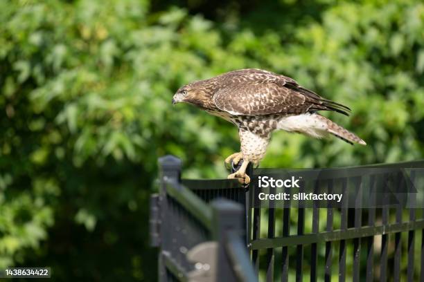 Chickenhawk Perching On Garden Fence In Summer Stock Photo - Download Image Now - Animal, Animal Body Part, Animal Eye