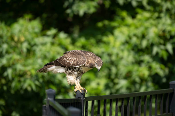 Chickenhawk perching on black painted metal garden fence isolated against defocused green summer foliage. The specimen is probably a Florida red-tailed hawk (Buteo jamaicensis umbrinus), a subspecies of red-tailed hawk. The image was captured in Georgia, USA at close range with a 500mm telephoto lens and a full frame digital mirrorless camera at low ISO (100) resulting a large image with minimal noice.
