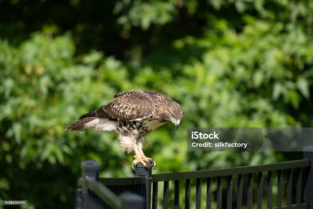 Chickenhawk perching on garden fence in summer Chickenhawk perching on black painted metal garden fence isolated against defocused green summer foliage. The specimen is probably a Florida red-tailed hawk (Buteo jamaicensis umbrinus), a subspecies of red-tailed hawk. The image was captured in Georgia, USA at close range with a 500mm telephoto lens and a full frame digital mirrorless camera at low ISO (100) resulting a large image with minimal noice. Animal Stock Photo