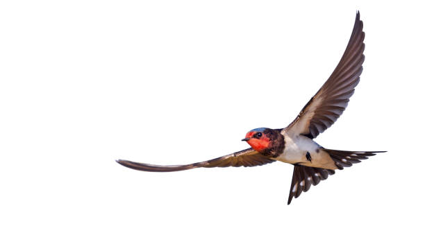 istock barn swallow flying isolated on white background 1438635171