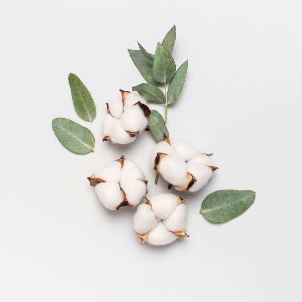 istock Flat lay flowers composition. Cotton flowers and fresh eucalyptus twigs on light gray background. Top view, copy space. Delicate white cotton flowers. Floral background, greeting card 1438635685