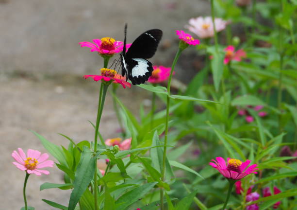 istock papilio buttefly foraging a flower 1438637212