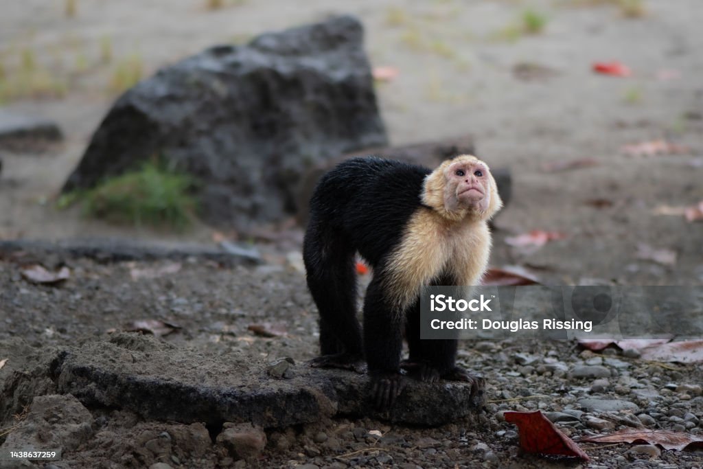 Capuchin Monkey (primate) - Coastal Jungle in Costa Rica The capuchin monkeys (subfamily Cebinae). The range of capuchin monkeys includes some tropical forests in Central America and South America. Animal Stock Photo