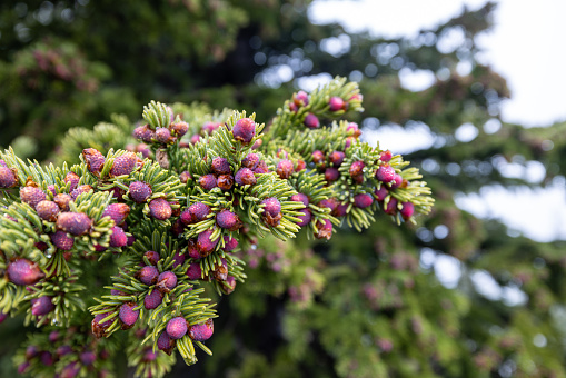Close-Up Of spring buds On Spanish Fir