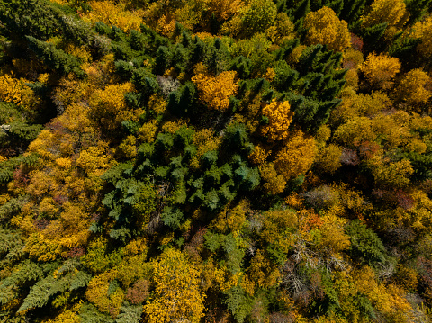 Aerial View of Multi Colored Boreal Forest and Laurentian Mountain Landscape in Autumn, Quebec, Canada