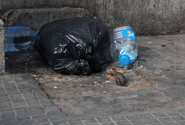 istock Wide angle shot of two rats looking at a trash bag 1438642013