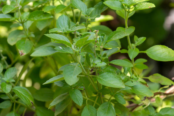 istock basil plant in residential location for fresh consumption 1438643171