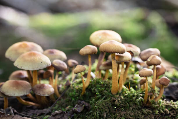 istock Mushrooms in the woods in autumn 1438644703