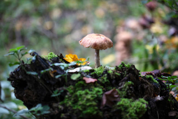 Lonely mushroom in the woods in autumn