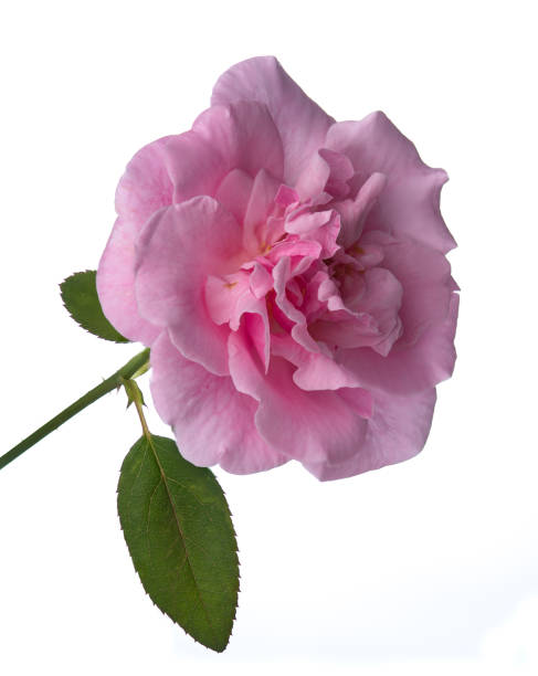 istock pink rose flower on white background 1438645544