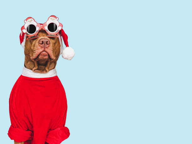 istock Lovable, pretty puppy and Santa Claus Hat 1438647685