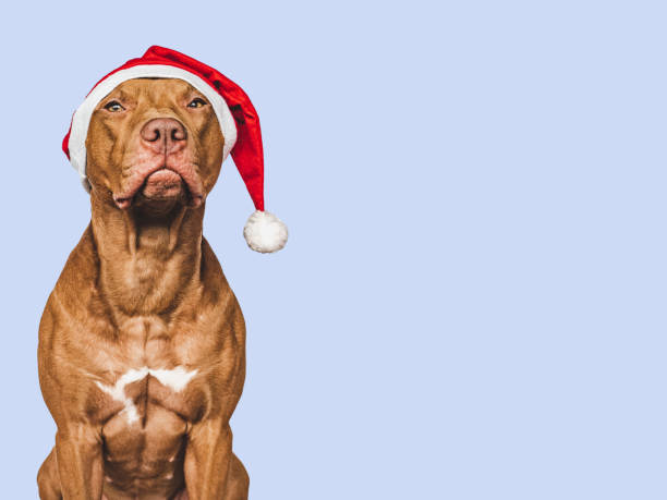 istock Lovable, pretty puppy and Santa Claus Hat 1438647734