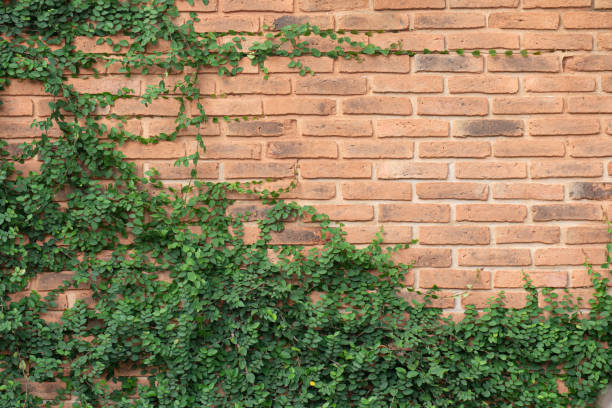 istock Green Creeper Plant on old vintage brick wall 1438647770