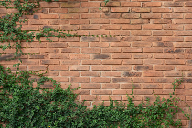 istock Green Creeper Plant on old vintage brick wall 1438647773