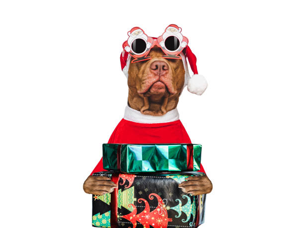 istock Lovable, pretty puppy, Santa Claus Hat and festive box 1438647801