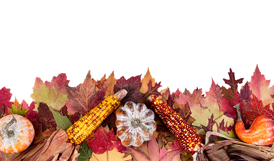 Autumn or fall border for the Thanksgiving holiday season isolated on white