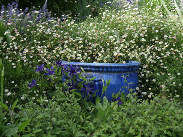 Erigeron karvinskianus, Clematis, Blue jar