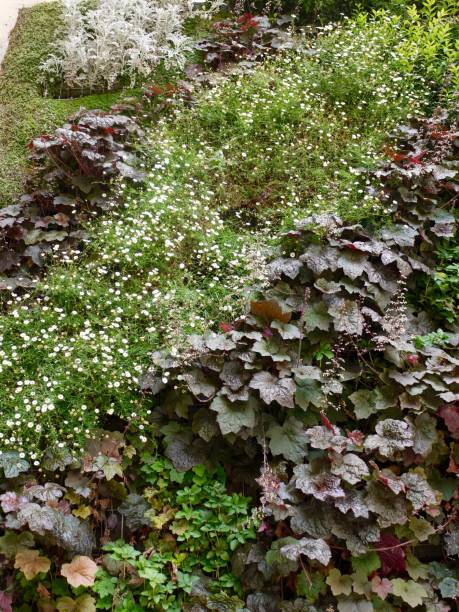 istock Vegetal Wall, Paris, Heuchera, Erigeron 1438648939