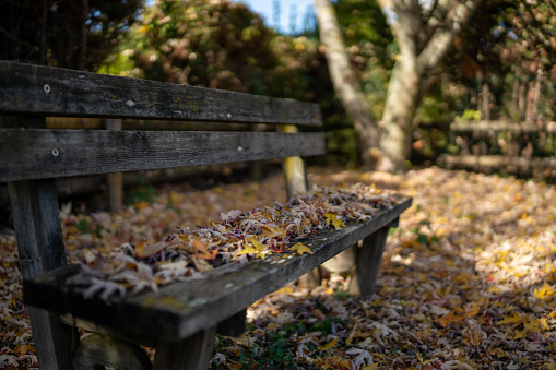 bench covered of fallen leaves