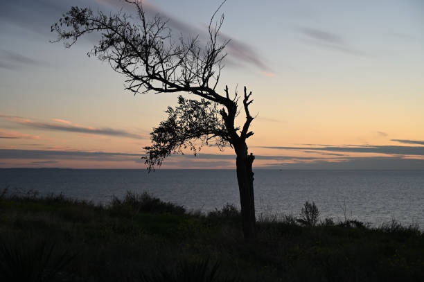 istock Silhouette of a remote standing tree on the seashore 1438649714