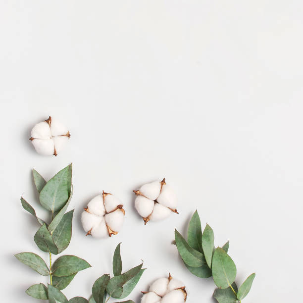 istock Flat lay flowers composition. Cotton flowers and fresh eucalyptus twigs on light gray background. Top view, copy space. Delicate white cotton flowers. Floral background, greeting card. Square format 1438650048