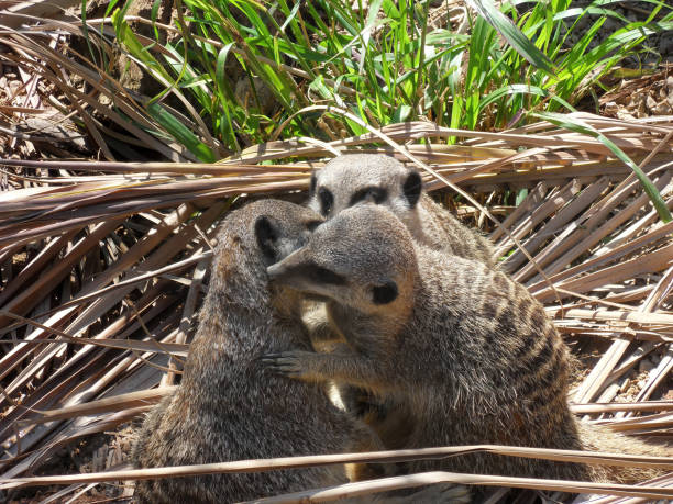 istock Meerkats family hugging each other 1438651708