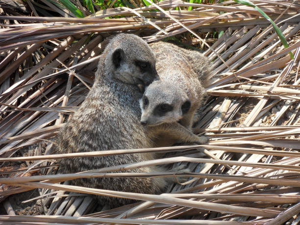 Meerkat Animal Zoo Meeting Stock Photos, Pictures & Royalty-Free Images - iStock Meerkat Animal Zoo Meeting Stock Photos, Pictures & Royalty-Free Images - iStock