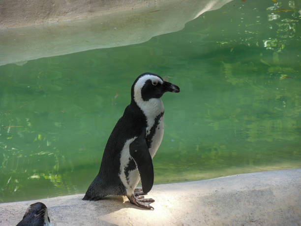 pingüino negro blanco parado cerca de una piscina - jackass penguin penguin zoo swimming animal fotografías e imágenes de stock