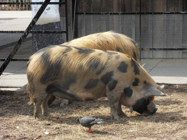 Gloucestershire old spots pigs in a farm