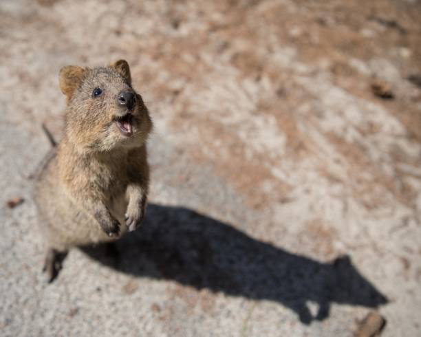 istock Cute rat looking at the sky with an open mouth 1438652301