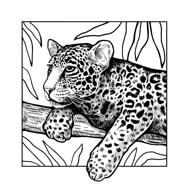 Engraving Drawing Illustration Of Leopard On Branch Stock